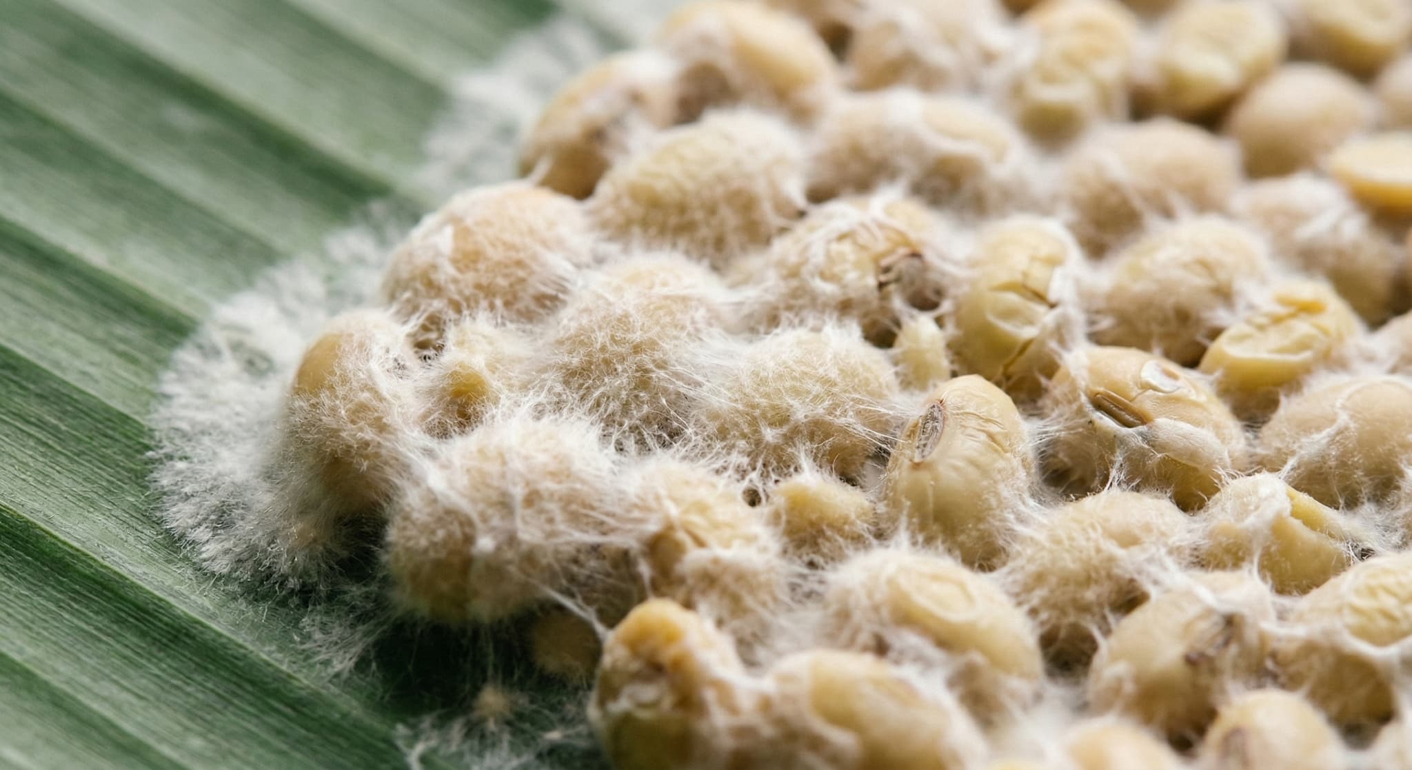 発酵中のテンペ